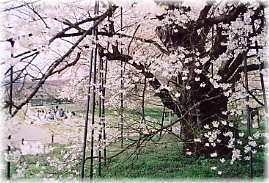 画像:お達磨の桜(堤防下のサクラ)
