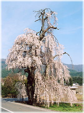 画像:小倉のシダレザクラ