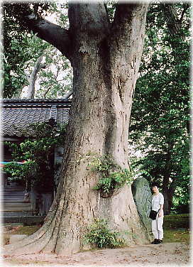 画像:岡田皇大神社のケヤキ(幹と並ぶ)