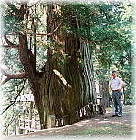 画像:興田神社のスギ(幹と並ぶ)