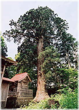 画像:置賜四所神社の杉(全景)