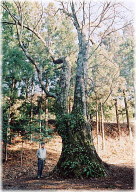 画像:熊野諏訪神社のトチノキ(幹と並ぶ)