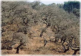画像：小野のシダレグリ樹林