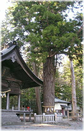 画像：矢彦神社のスギ