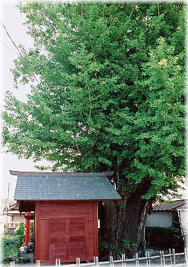画像:大部屋稲荷イチョウ