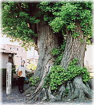 画像:大部屋稲荷イチョウ(幹と並ぶ)