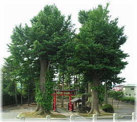 画像:大池神社のイチョウ(全景)
