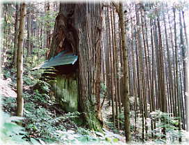 画像:大岩の三叉スギ