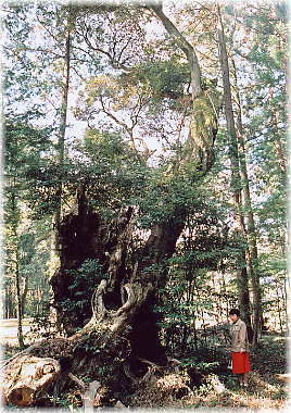 画像:大枡神社のスダジイ(幹と並ぶ)
