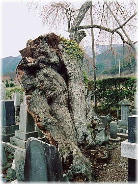 画像:大室のシダレヒガン_2
