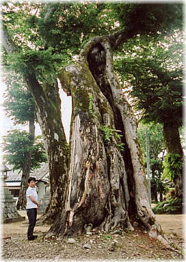 画像:愛宕神社のケヤキ(幹と並ぶ)