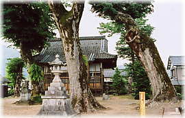 画像:愛宕神社のケヤキ(境内の様子)