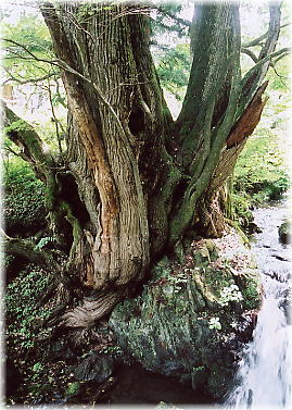 画像:大沢のカツラ