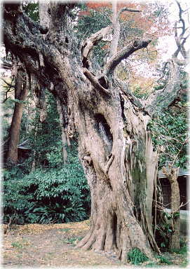 画像:小坂熊野神社のイチョウ