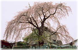 画像:小坂のシダレザクラ(全景)