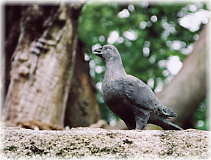 画像:石鳥居の上のハト