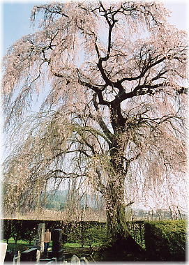 画像:林檎畑のシダレザクラ(幹と並ぶ)