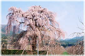 画像:林檎畑のシダレザクラ(全景)