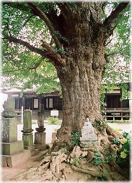 画像:龍蔵寺の大イチョウ