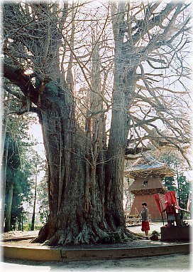 画像:西蓮寺大イチョウ(2号株)