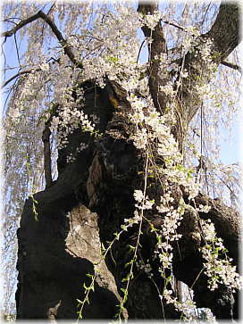 画像：桜沢の桜