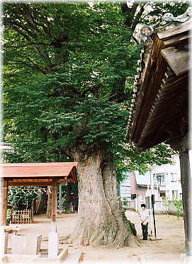 画像:佐間天神社のケヤキ(幹と並ぶ)