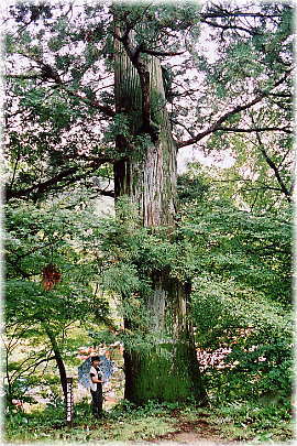 画像:勢至堂の大杉(幹と並ぶ)