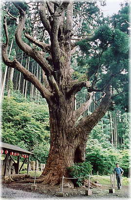 画像:関の杉(幹と並ぶ)