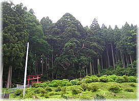 画像:関の杉(遠景)