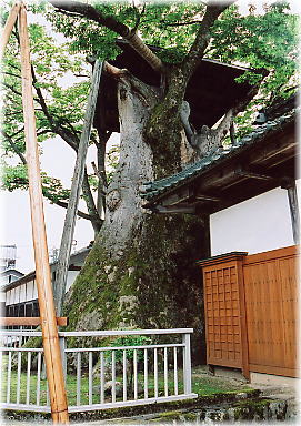 画像:専福寺の大ケヤキ