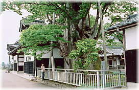 画像:専福寺の大ケヤキ(幹と並ぶ)