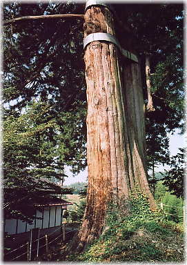 画像:泉龍寺のコウヤマキ