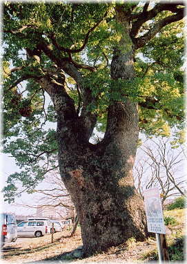 画像:瀬戸川堤防のクスノキ