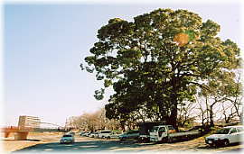 画像:瀬戸川堤防のクスノキ(全景)