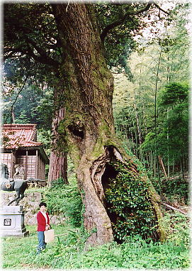 画像:白山神社のスダジイ(幹と並ぶ)