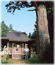 画像:しめ掛けの杉(幹と並ぶ)