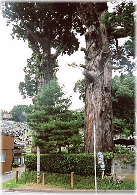 画像:下二本杉