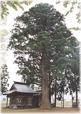 画像:稲荷神社のスギ(全景)