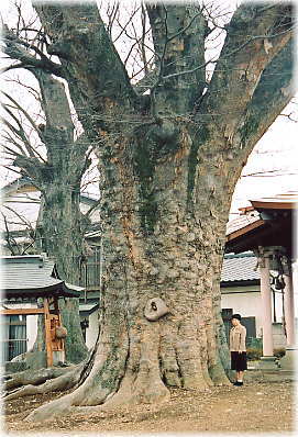 画像：下妻神社の大欅（幹と並ぶ）