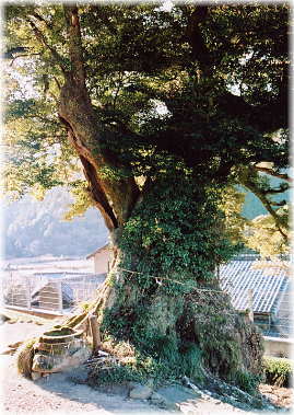 画像:神明宮のスダジイ