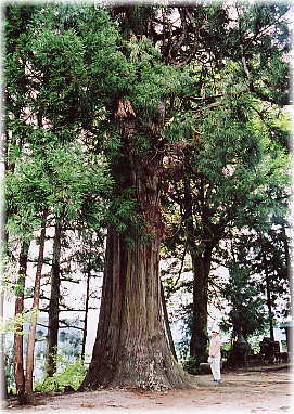 画像:真福寺のスギ(幹と並ぶ)
