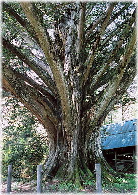 画像:塩貝の大カヤ