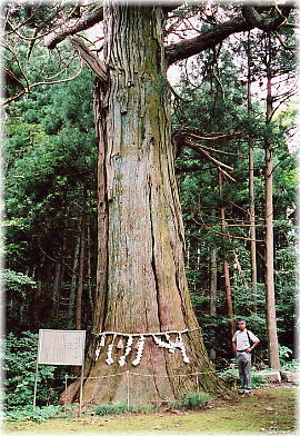 画像:太郎坊の杉(幹と並ぶ)