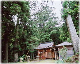 画像:太郎坊の杉(社殿越しに見る樹冠)