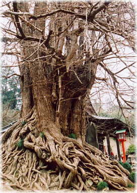 画像:正法寺の大銀杏