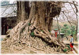 画像:正法寺の大銀杏(幹と並ぶ)