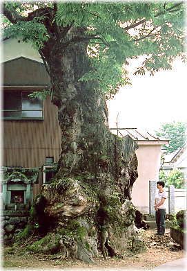 画像:菖蒲池白山神社のケヤキ(幹と並ぶ)
