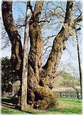 画像:光輪寺のサクラ_1