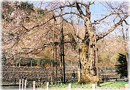 画像:光輪寺のサクラ_2