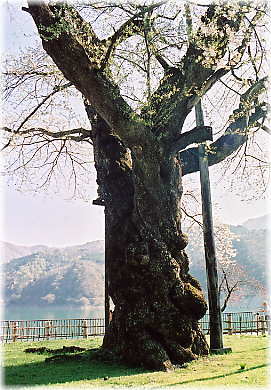 画像:照蓮寺のサクラ_1